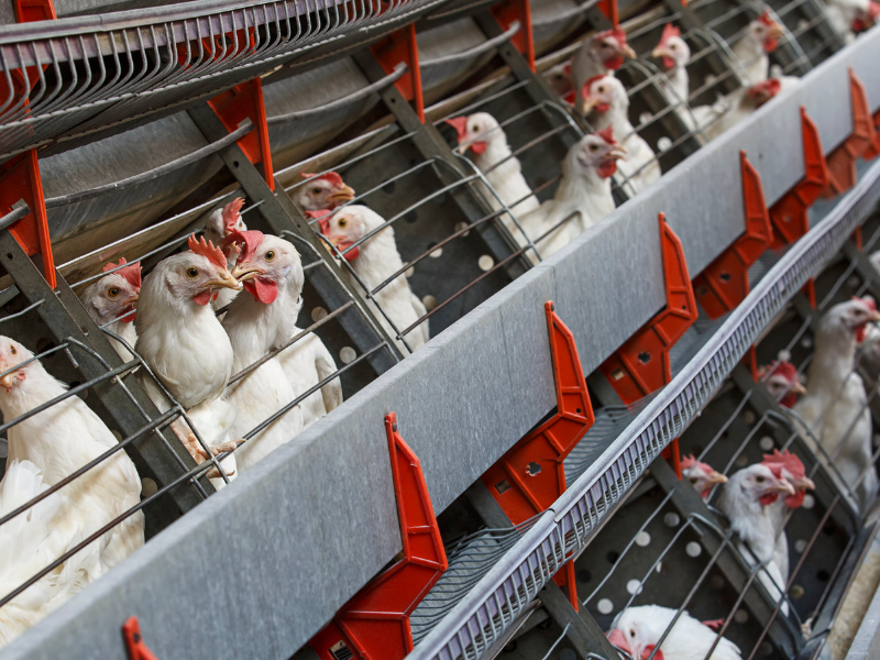  Современную птицефабрику стоимостью 9 млрд тенге построят