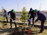 В Туркестанской области посадили декоративные деревья