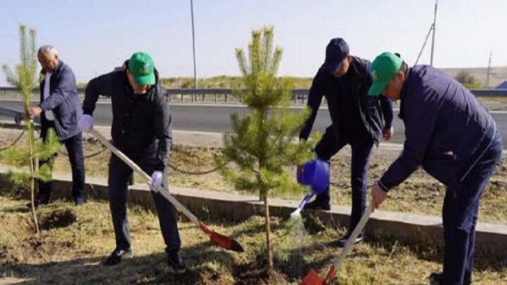 В Туркестанской области посадили декоративные деревья