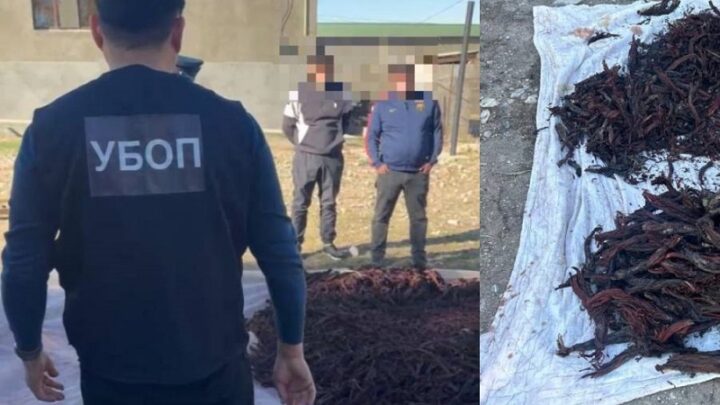 За сбор краснокнижного растения задержаны жители Туркестанской области