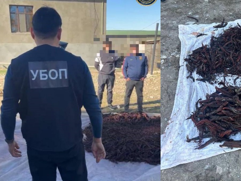 За сбор краснокнижного растения задержаны жители Туркестанской области