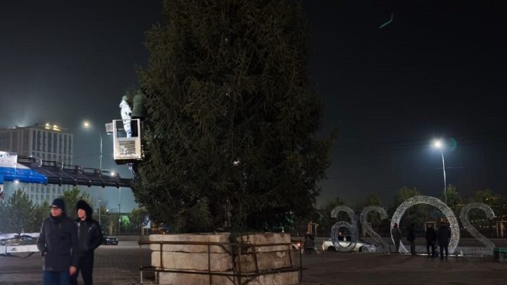 Главная новогодняя елка Шымкента будет живой и цельной