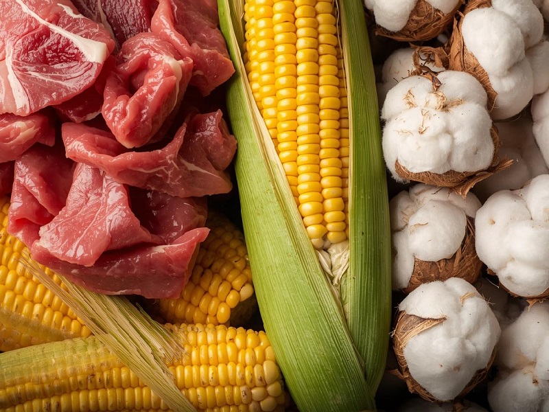 Мясной, кукурузный и хлопковый кластеры создадут в Туркестанской области