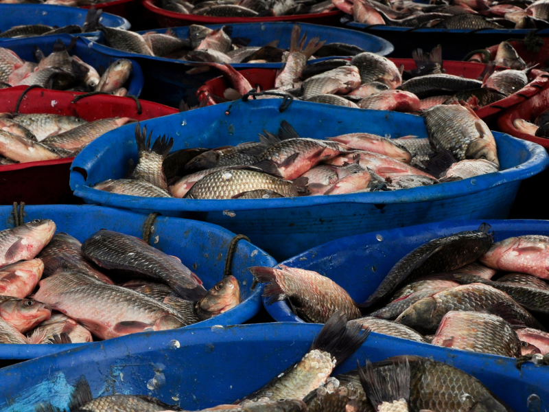 Почти 60 тыс тонн рыбной продукции произведено в стране в 2025 году