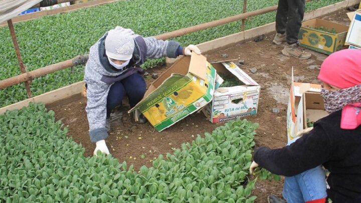 Столовую свеклу начали сажать в Туркестанской области
