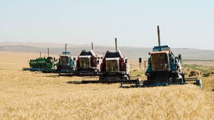 919 тыс гектаров засеют в Туркестанской области в этом году