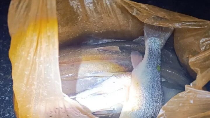 Рыба погибает в Бадаме из-за порыва канализации