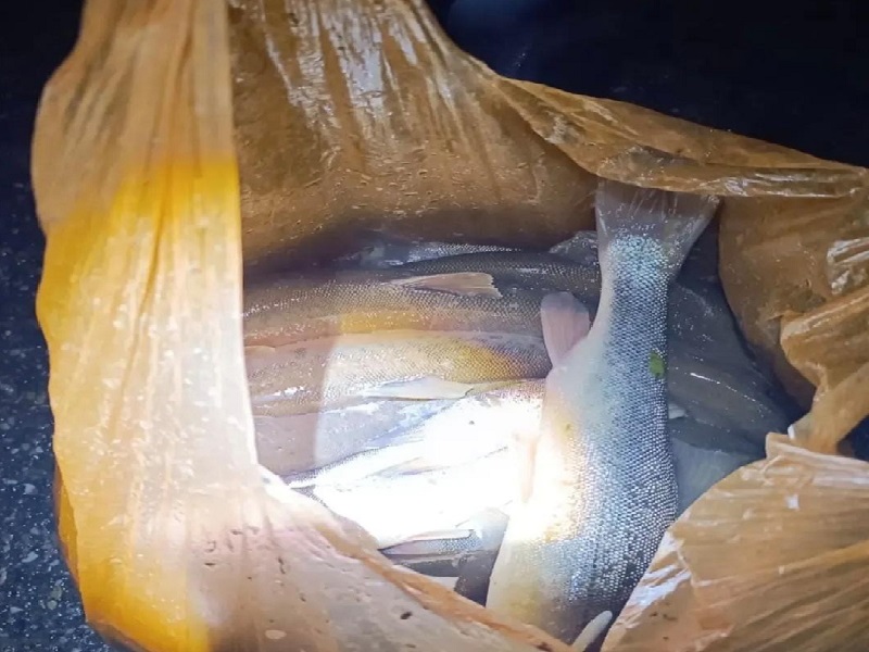 Рыба погибает в Бадаме из-за порыва канализации