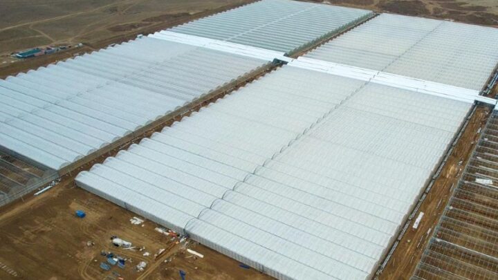 42 млрд тенге планирует вложить инвестор в новую теплицу в Туркестанской области