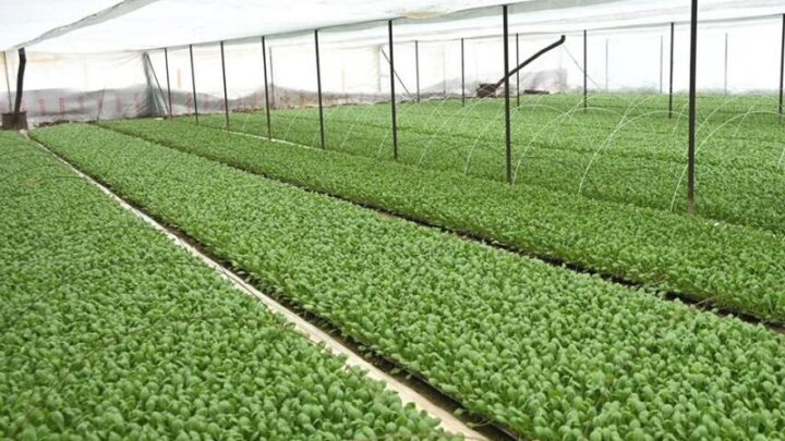 Клубнику, капусту выращивают на приусадебных участках в Жетысайском районе