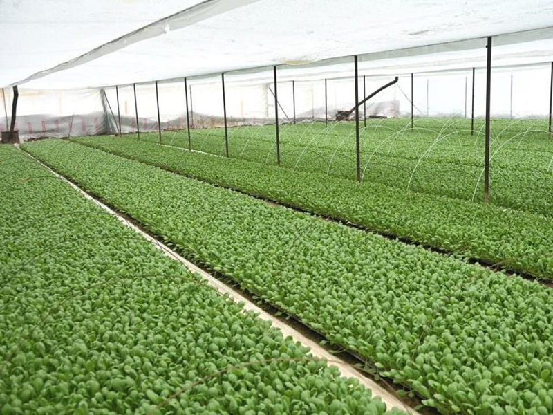 Клубнику, капусту выращивают на приусадебных участках в Жетысайском районе