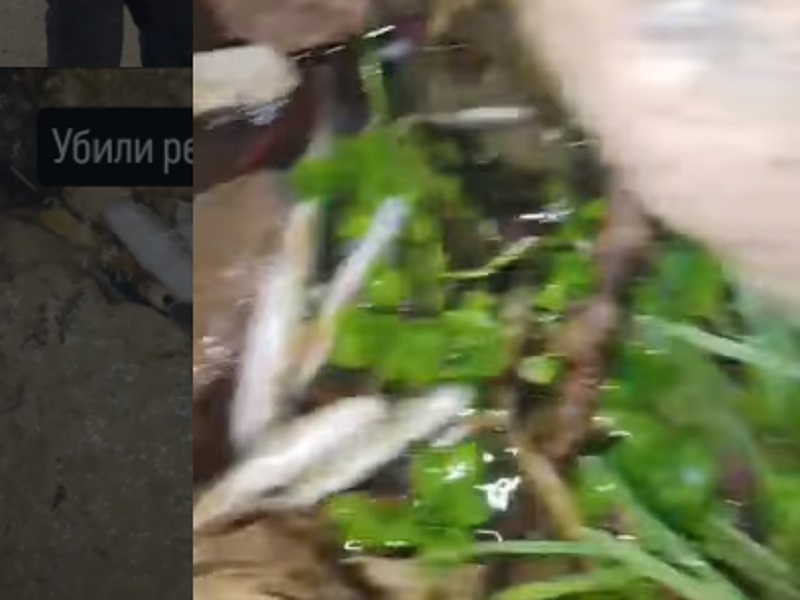 902 кг мертвой рыбы собрали вдоль русла реки Бадам