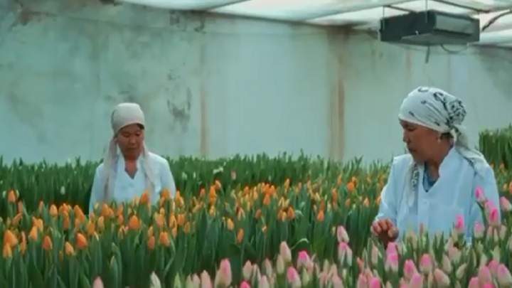 Тюльпаны зацвели в ботаническом саду Туркестана