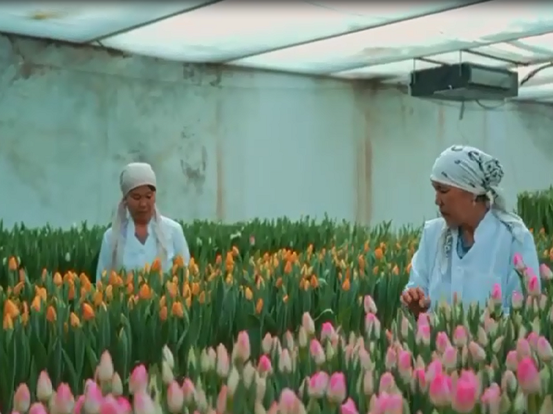 Тюльпаны зацвели в ботаническом саду Туркестана