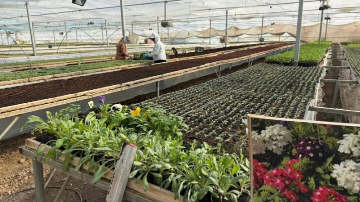 12 видов цветов украсят клумбы Шымкента