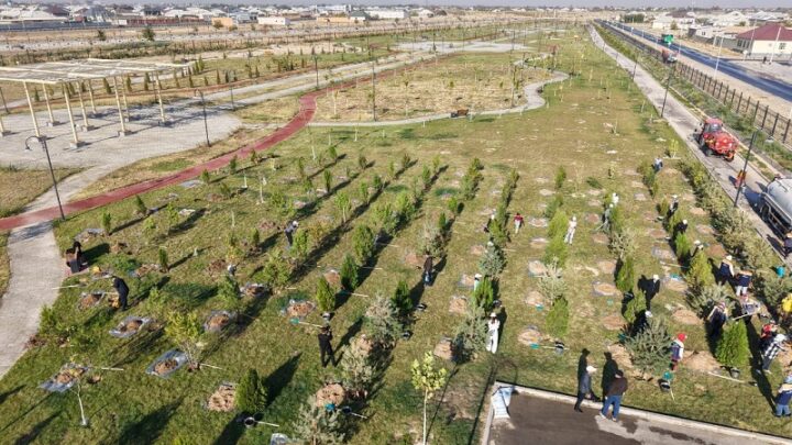 Миллион саженцев в этом году высадят в Туркестанской области