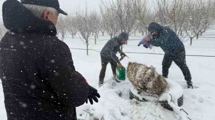 Фруктовые деревья от заморозков спасают в Шымкенте