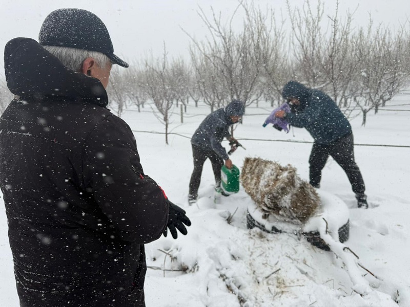 Фруктовые деревья от заморозков спасают в Шымкенте