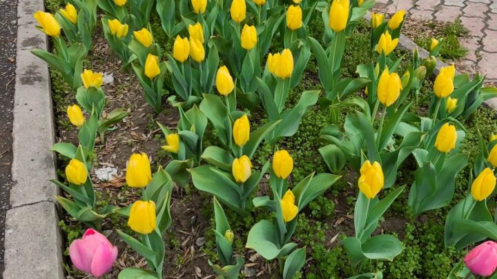 Путеводитель по праздничным мероприятиям в Шымкенте на Наурыз-2026