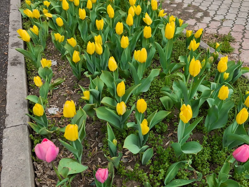 Путеводитель по праздничным мероприятиям в Шымкенте на Наурыз-2026