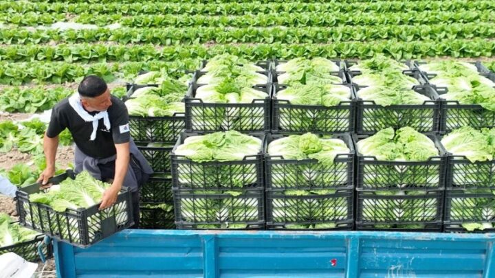 Ранний урожай капусты экспортировали аграрии Туркестанской области