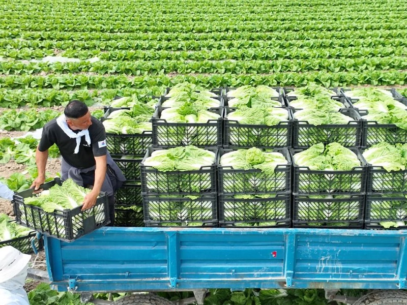 Ранний урожай капусты экспортировали аграрии Туркестанской области