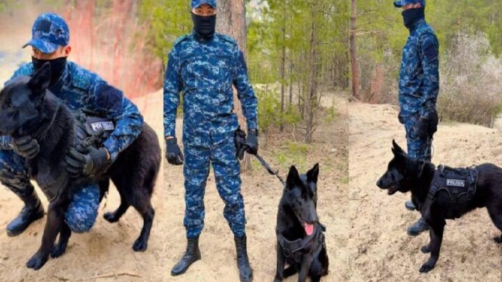 С начала года в области Абай с помощью служебных собак раскрыто 31 дело