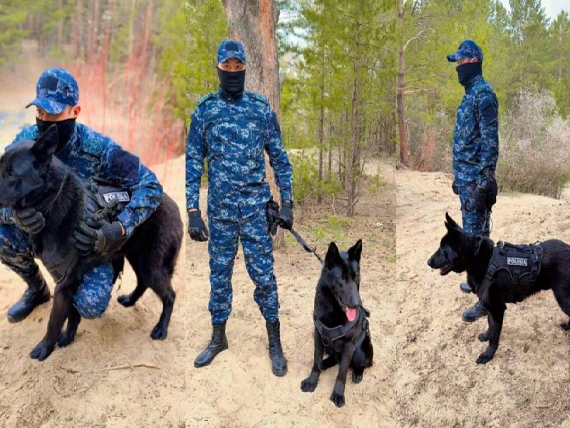 С начала года в области Абай с помощью служебных собак раскрыто 31 дело