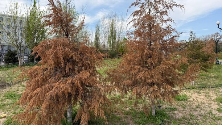 Розы и туи погибают в сквере «Манеж» в Шымкенте