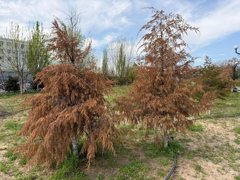 Розы и туи погибают в сквере «Манеж» в Шымкенте