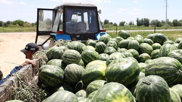 Арбузы начали собирать в Туркестанской области