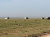На 288,7 тыс га популяция саранчи превысила экономически порог вредоносности