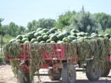 Более 200 тонн арбузов собрали за неделю в Жетысае