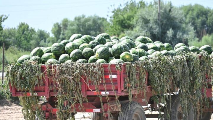 Более 200 тонн арбузов собрали за неделю в Жетысае
