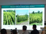 12,3 млн саженце выращивают в питомниках Туркестанской области