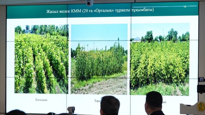 12,3 млн саженце выращивают в питомниках Туркестанской области