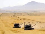 Более 90% урожая собрано в Туркестанской области