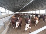 Откормочный комплекс с американскими технологиями строят в Казыгурте